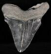 Serrated, Fossil Megalodon Tooth - Georgia #57291-1